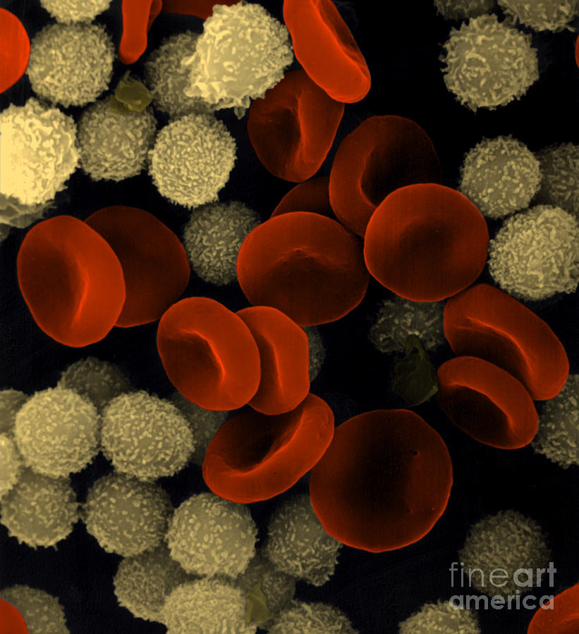 Blood Cells Photograph by Stem Jems