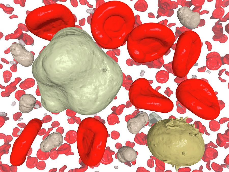 Blood Cells Photograph by Thomas Fester/science Photo Library