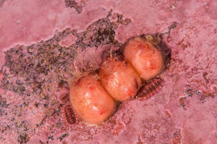 Blood Drop Tunicate Photograph by Andrew J. Martinez