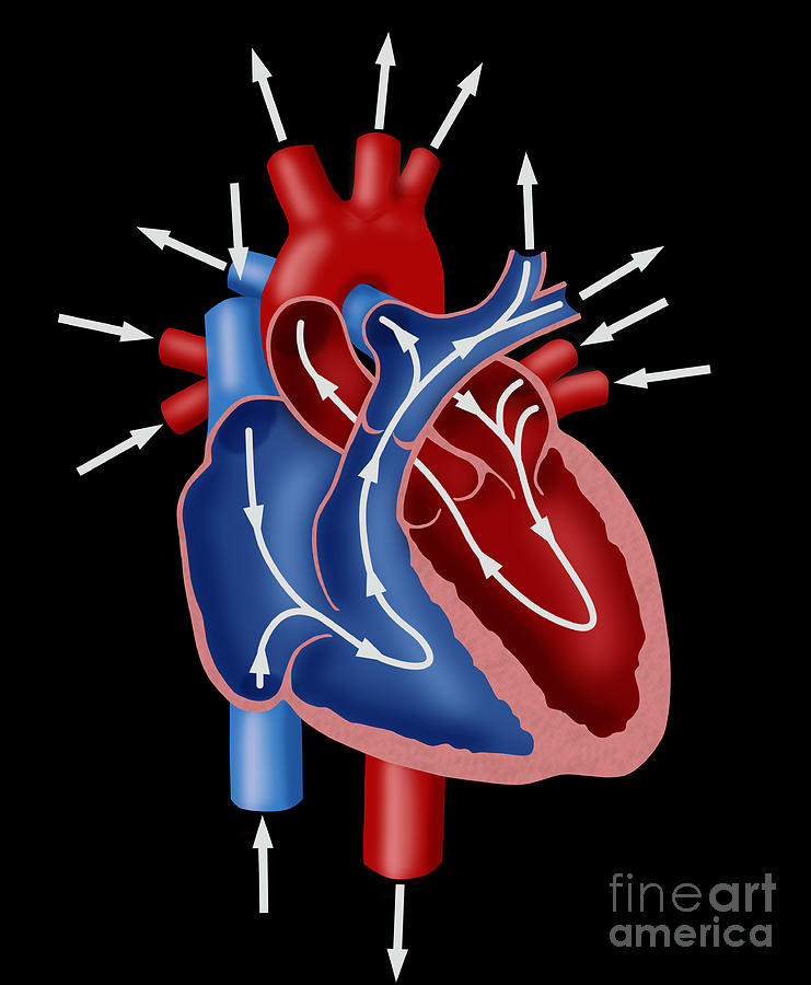 heart diagram blood flow animation