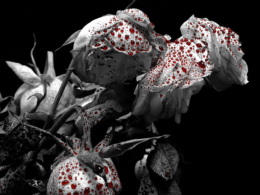Кровавые цветы 233. Белые розы в крови Эстетика.