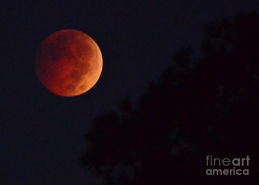 Lunar Eclipse Of A Blood Moon Photograph by Bob Sample