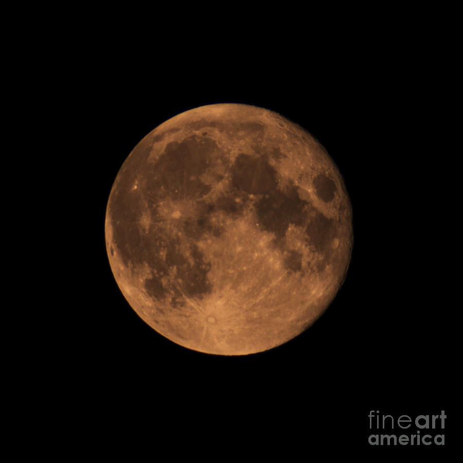 Blood Moon Photograph by Frank Larkin