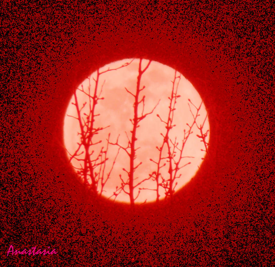 Blood Moon Sign in the Heavens Photograph by Anastasia Savage Ealy