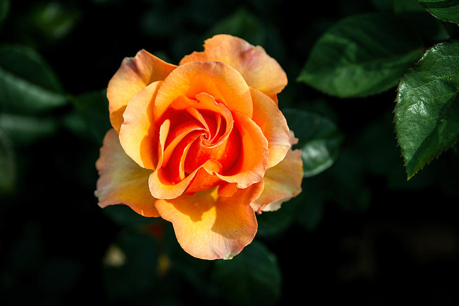 Blood Orange Rose Photograph by John Haldane