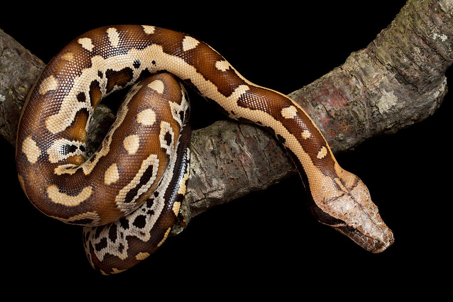 Blood Python Python Brongersmai Photograph by David Kenny