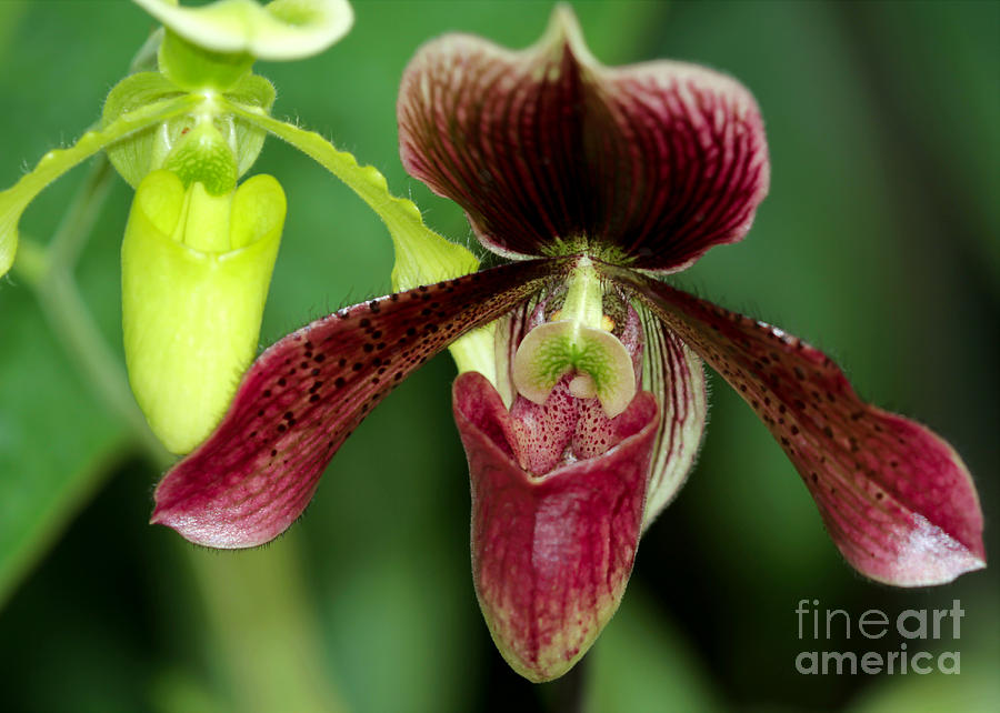 Blood Red and Green Lady Slipper Orchids Photograph by Sabrina L Ryan