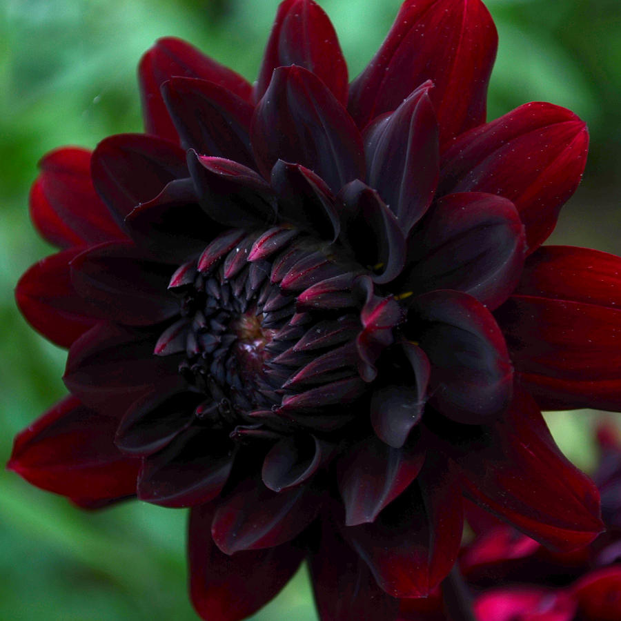 Blood Red Dahlia Photograph