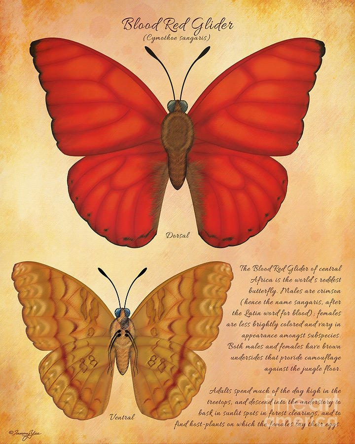 The Blood Of The Butterfly Blood Red Glider Butterfly Painting by Tammy Yee - Fine Art America