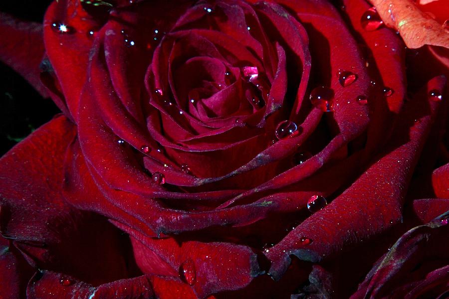 Blood Red Rose Digital Art by Linda Unger