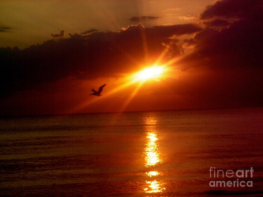 Seagull Photograph - Blood Red Sunset by Carla Carson