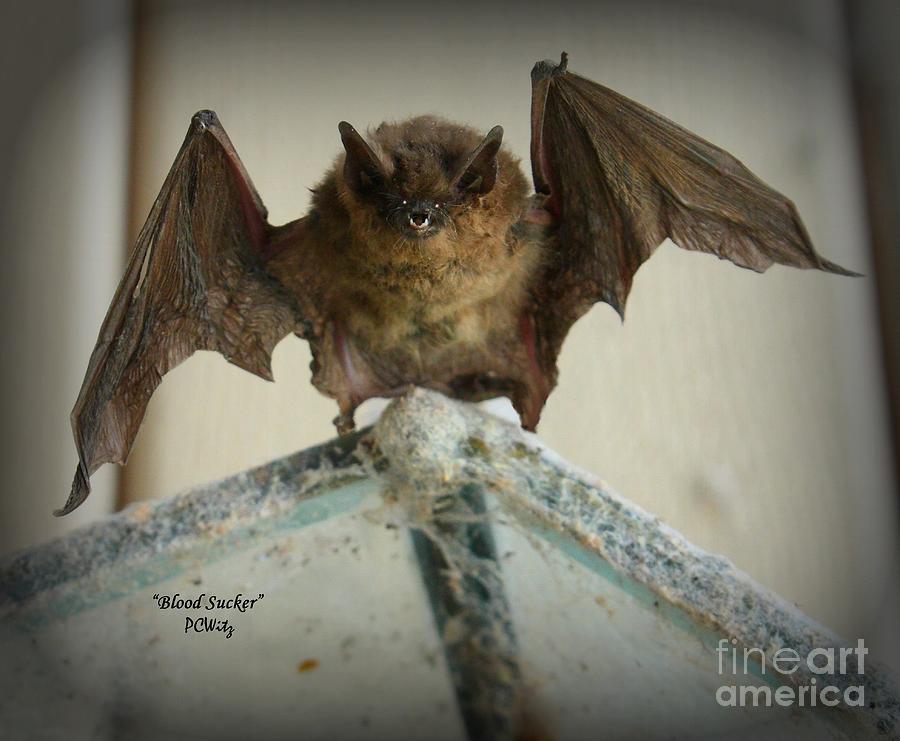 Gone Batty Photograph by Patrick Witz