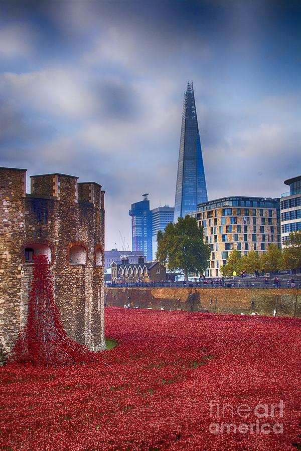 Poppy Photograph - Blood Swept Lands 5 by Chris Thaxter