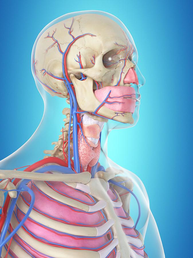 Blood Vessels In Head Photograph by Sciepro