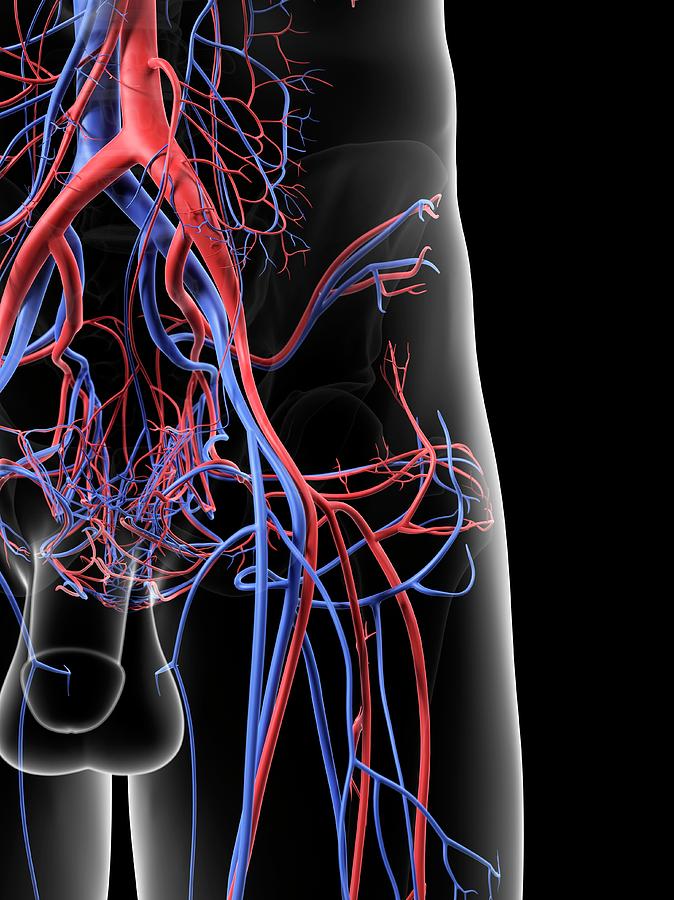 Blood Vessels In Hip Photograph by Sciepro - Pixels