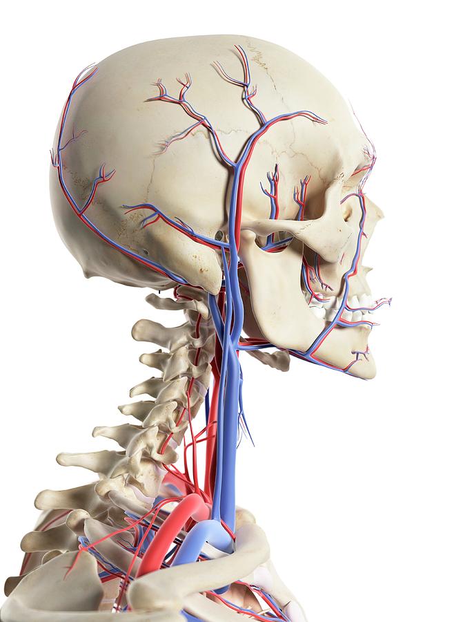 Blood Vessels In The Head Photograph by Sciepro - Fine Art America