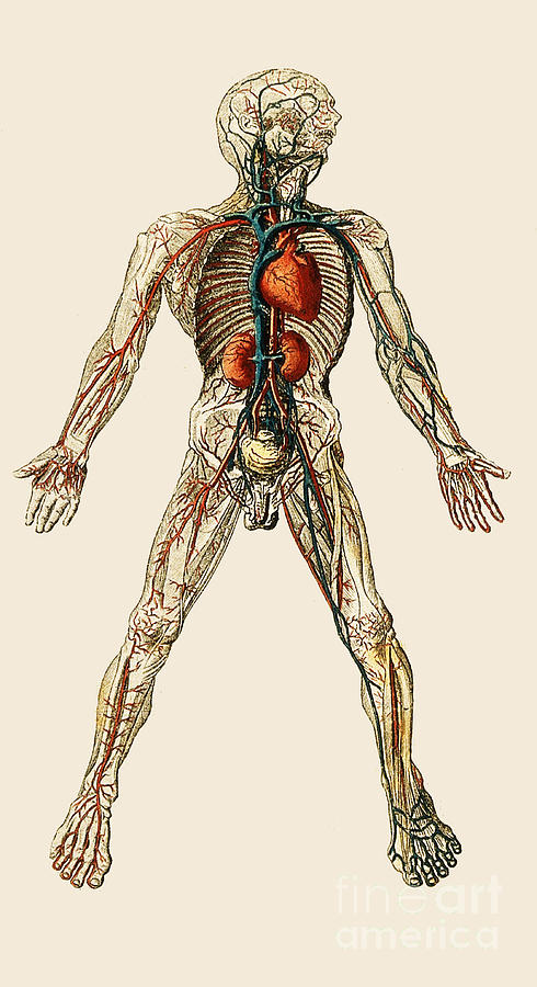 Blood Vessels Of Man, 19th Century Photograph by Wellcome Images - Fine ...