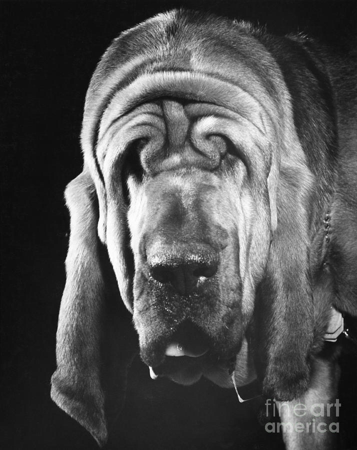 Bloodhound Portrait Photograph by ME Browning