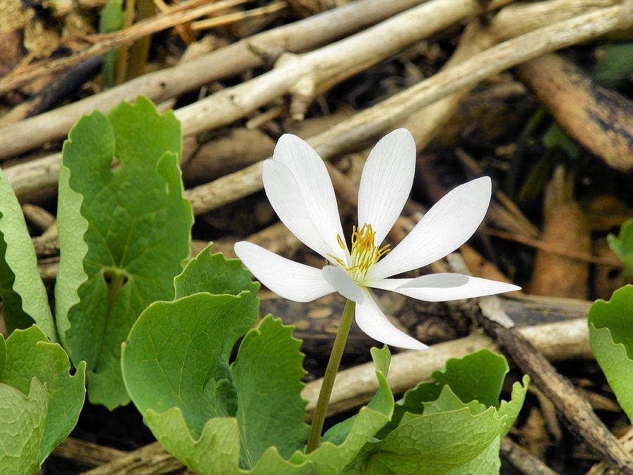 Bloodroot Blooming Photograph By Gene Cyr - Fine Art America