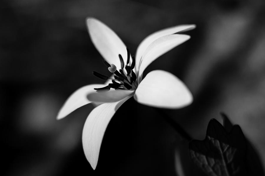 Bloodroot in Black and White Photograph by Penny Meyers