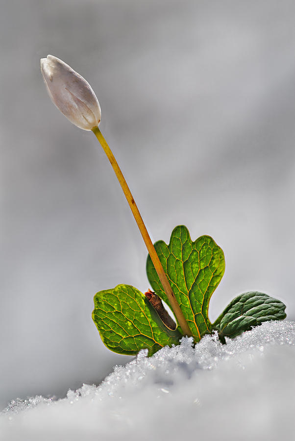 Bloodroot in Snow Photograph by Robert Charity