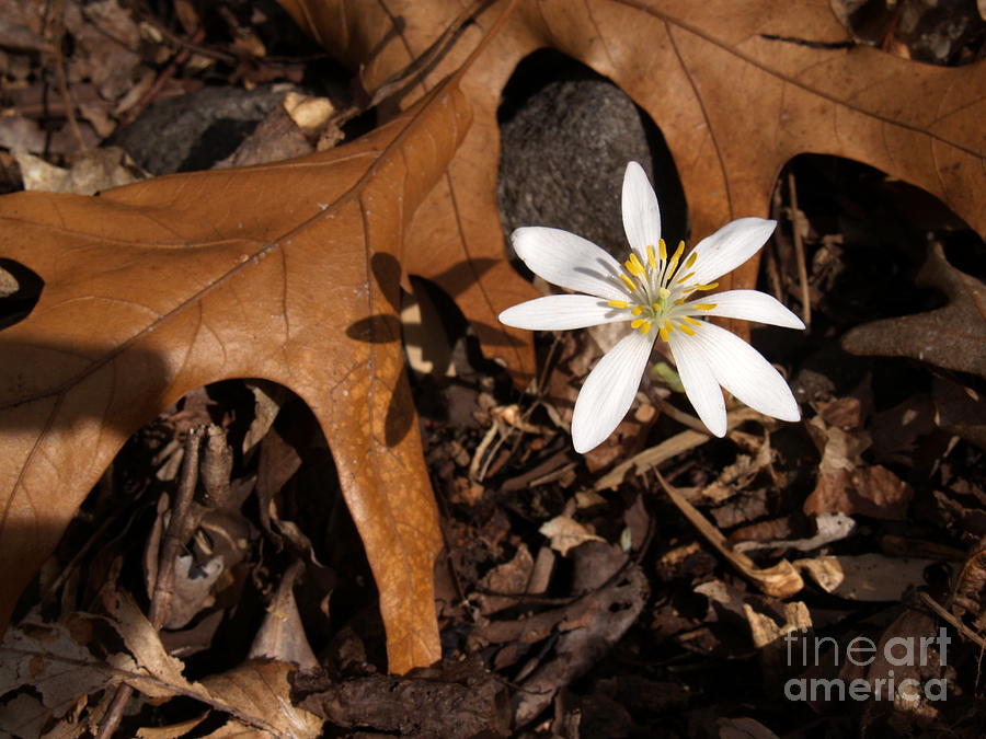 Bloodroot on Forest Floor - Pennsylvania Photograph by Anna Lisa Yoder