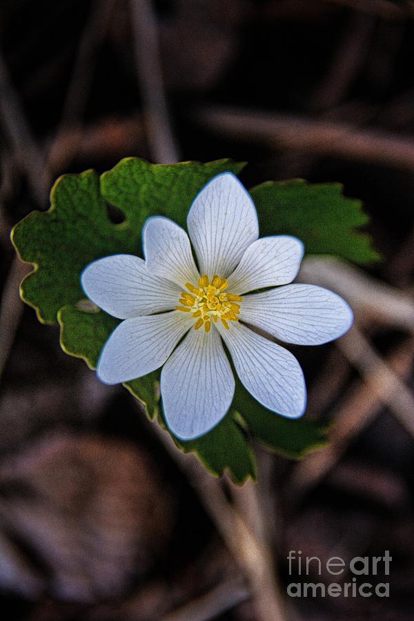 Bloodroot Pretty Poison 2 Photograph by Henry Kowalski