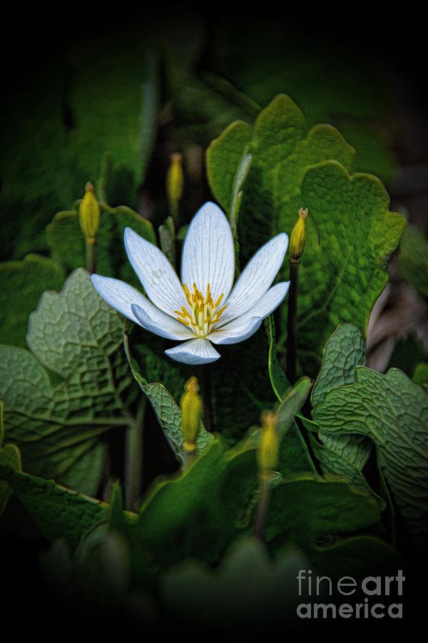 Nature Photograph - Bloodroot Pretty Poison by Henry Kowalski