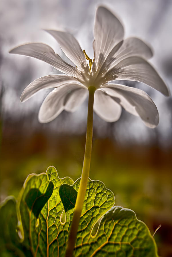 Bloodroot Photograph by Robert Charity
