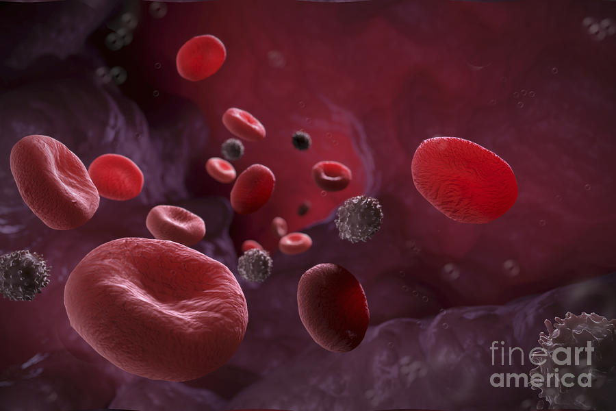 Bloodstream Photograph by Science Picture Co