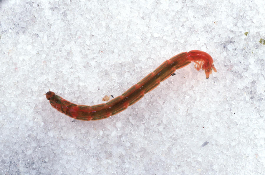 Bloodworm Photograph by Nigel Cattlin