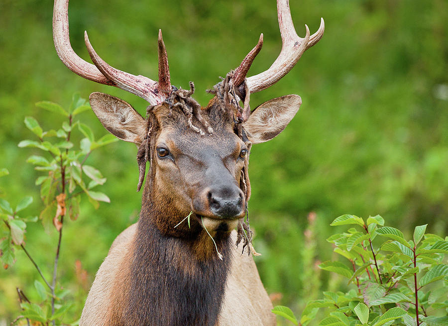 Bloody Elk Photograph by Greg Nyquist