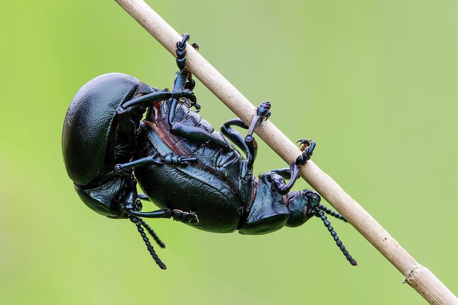 Bloody Nosed Beetles Photograph by Heath Mcdonald/science Photo Library