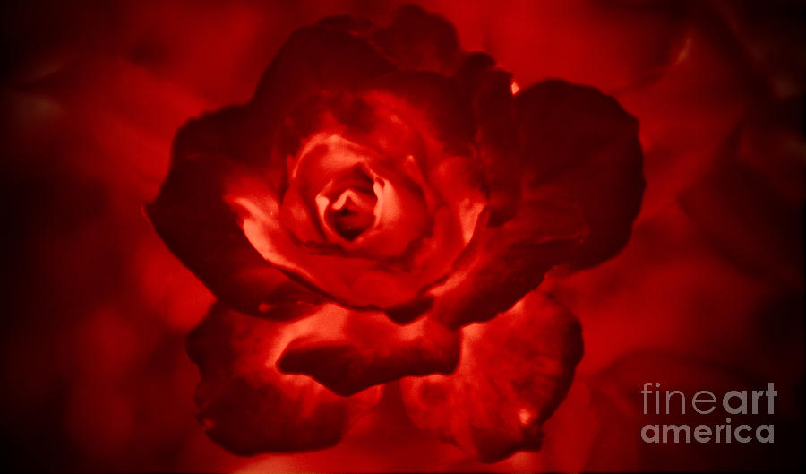 Bloody Rose Photograph by Elizabeth Winter