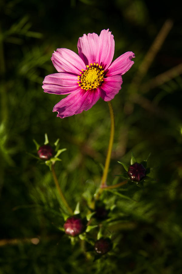 Bloom Photograph - Bloom Bathed In Light by Nathaniel Kidd Bloom Photograph - Bloom Bathed In Light by Nathaniel Kidd