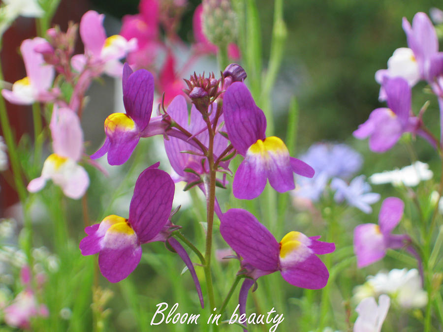 Bloom in beauty Photograph by Heidi Sieber