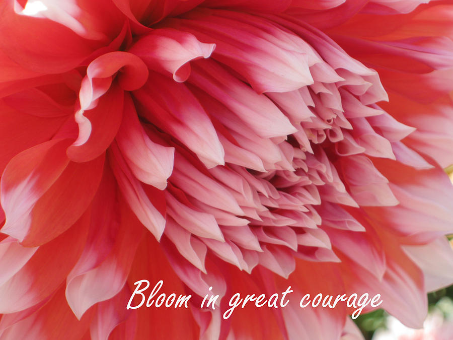 Bloom in great courage Photograph by Heidi Sieber