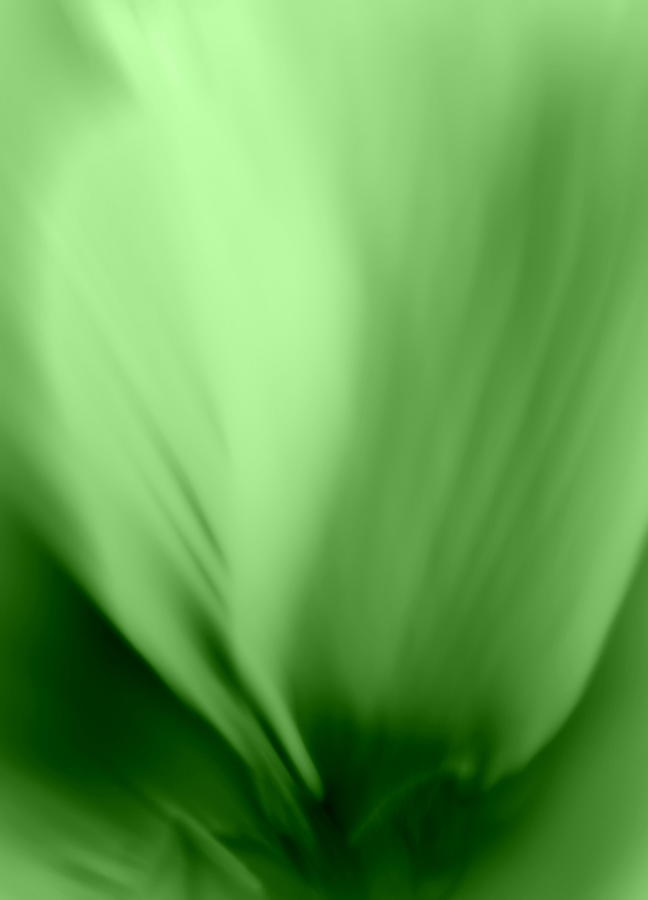 Bloom in Green Photograph by Mary Beth Landis