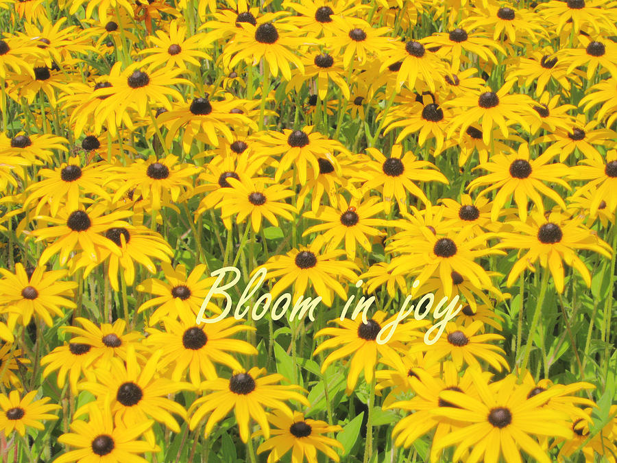 Bloom in joy II Photograph by Heidi Sieber