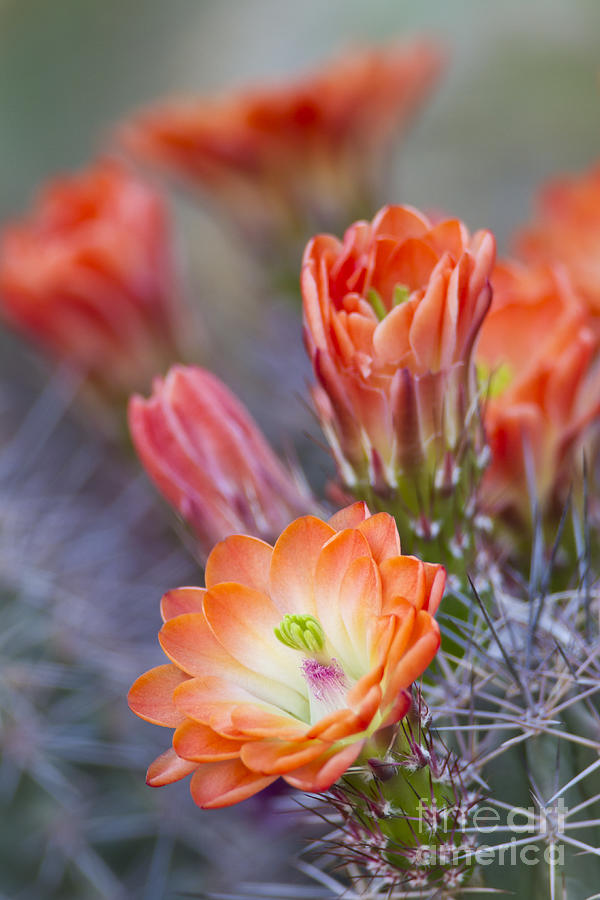 Bloom in orange Photograph by Bryan Keil