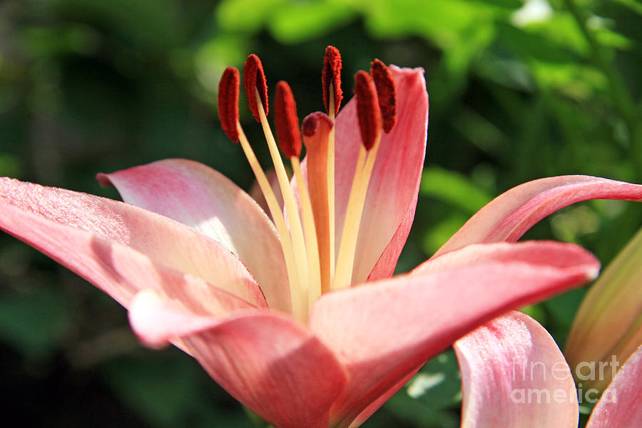 Lily Photograph - Bloom  by Lali Kacharava