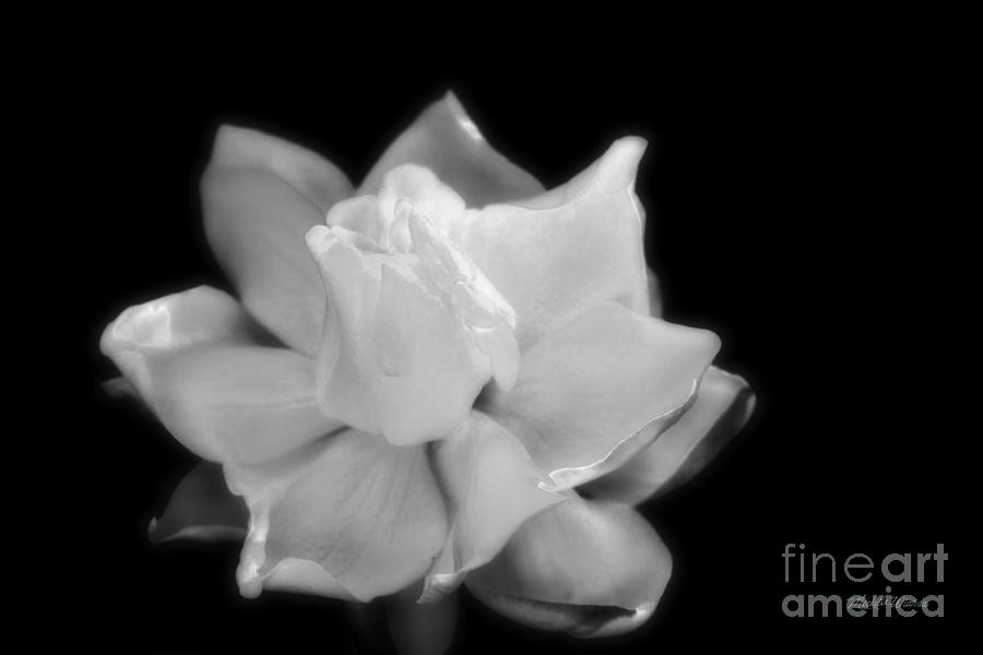 Nature Photograph - Bloom of Love and Romance by Michelle Constantine