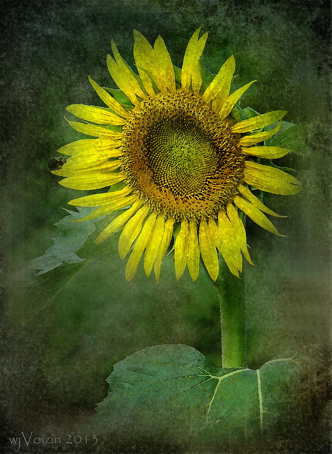 Bloom of Sun Photograph by Bill Voizin