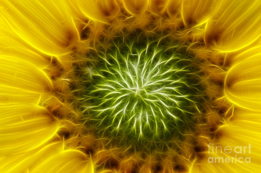 Bloom Of The Sunflower Digital Art