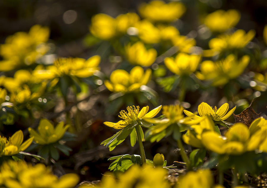 Bloom of Yellow Photograph by Andy Smetzer