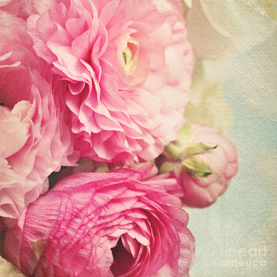 bloom - pink Ranunculus Photograph by Sylvia Cook