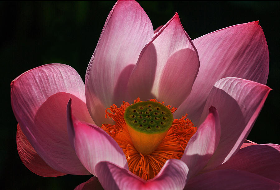 Bloom Photograph by Robert Pilkington