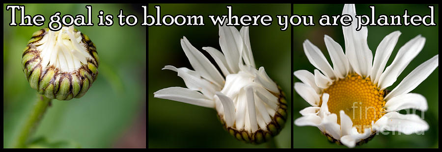 Bloom Photograph