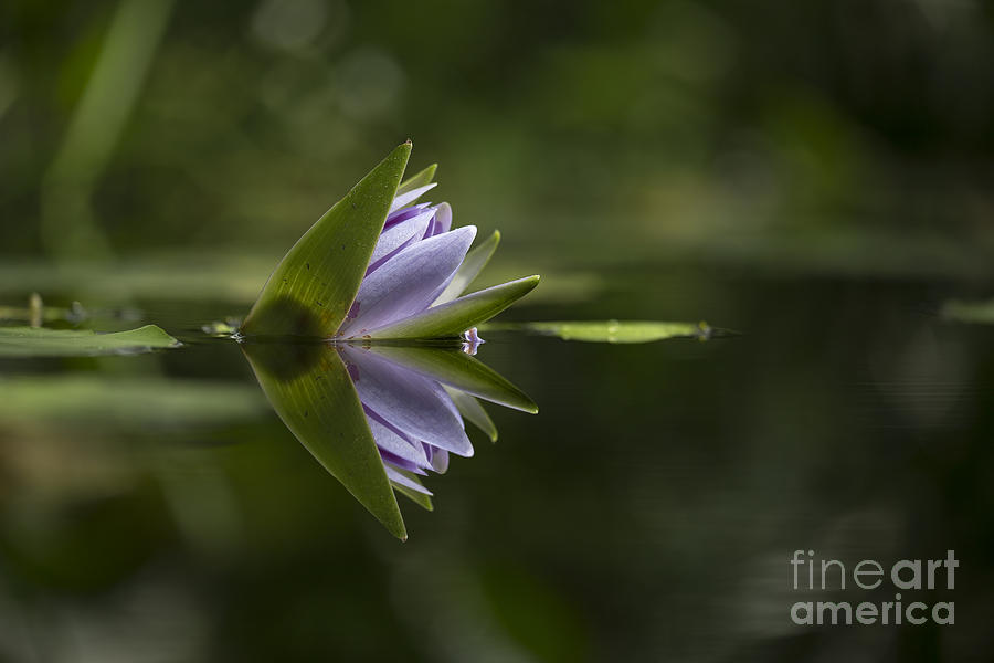 Bloom Photograph - Bloom by Shishir Sathe
