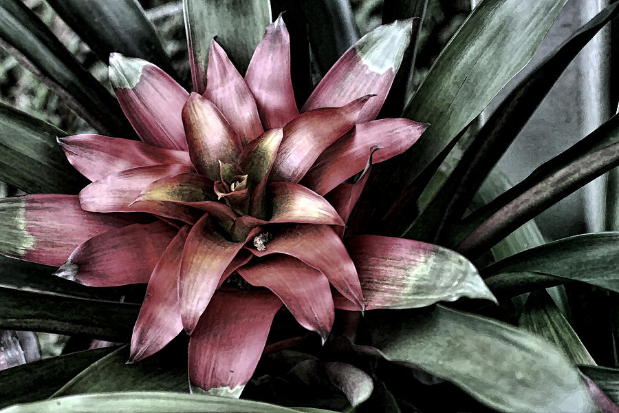 Bloom Photograph by Tom Prendergast